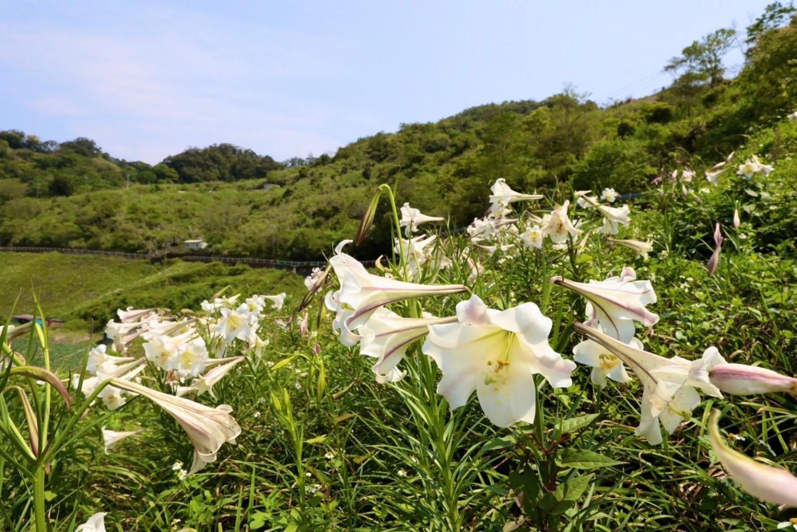 Mountain Lodge Taimali Dış mekan fotoğraf